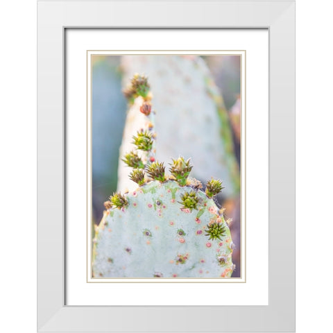 Llano-Texas-USA-Prickly pear cactus in the Texas Hill Country White Modern Wood Framed Art Print with Double Matting by Wilson, Emily M.