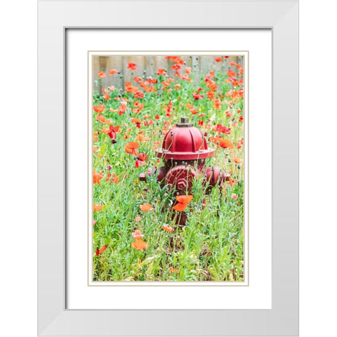 Castroville-Texas-USA-Poppies and fire hydrant in the Texas Hill Country White Modern Wood Framed Art Print with Double Matting by Wilson, Emily M.