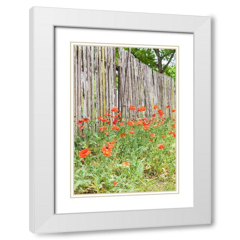 Castroville-Texas-USA-Poppies and wooden fence in the Texas Hill Country White Modern Wood Framed Art Print with Double Matting by Wilson, Emily M.
