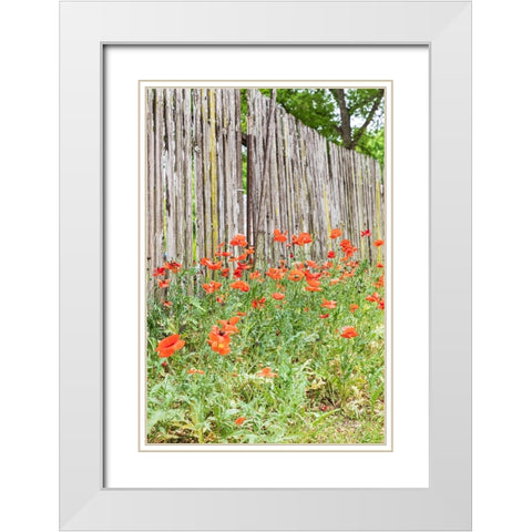 Castroville-Texas-USA-Poppies and wooden fence in the Texas Hill Country White Modern Wood Framed Art Print with Double Matting by Wilson, Emily M.