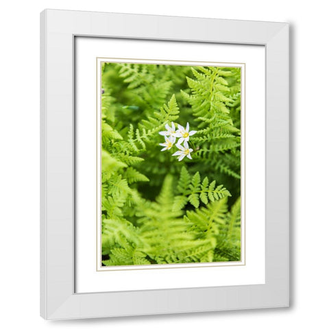 Castroville-Texas-USA-Ferns in the Texas Hill Country White Modern Wood Framed Art Print with Double Matting by Wilson, Emily M.