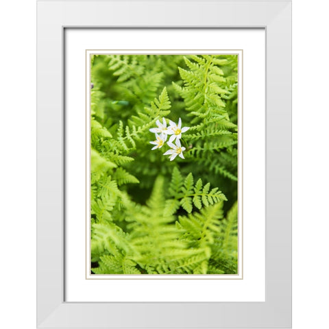 Castroville-Texas-USA-Ferns in the Texas Hill Country White Modern Wood Framed Art Print with Double Matting by Wilson, Emily M.