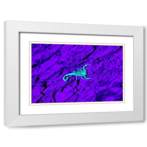 Bark Scorpion (Centruroides Vittatus) on mesquite bark White Modern Wood Framed Art Print with Double Matting by Ditto, Larry