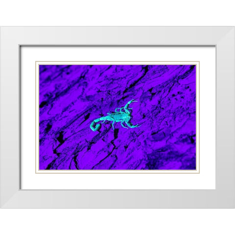 Bark Scorpion (Centruroides Vittatus) on mesquite bark White Modern Wood Framed Art Print with Double Matting by Ditto, Larry