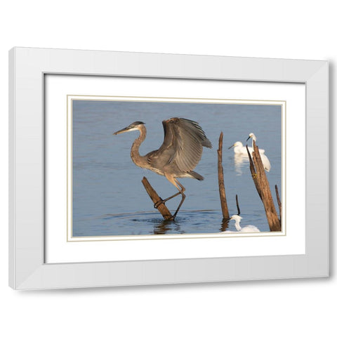 Great blue heron (Ardea Herodias) landing White Modern Wood Framed Art Print with Double Matting by Ditto, Larry
