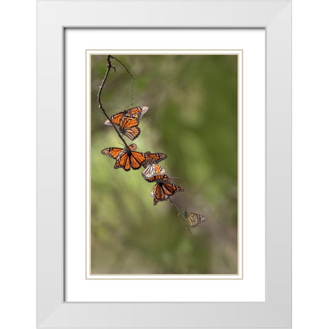 Monarch (Danaus Plexippus) roosting White Modern Wood Framed Art Print with Double Matting by Ditto, Larry