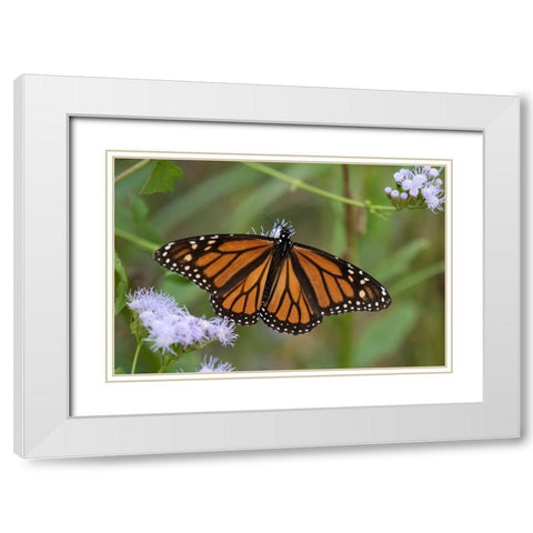 Monarch (Danaus Plexippus) feeding White Modern Wood Framed Art Print with Double Matting by Ditto, Larry