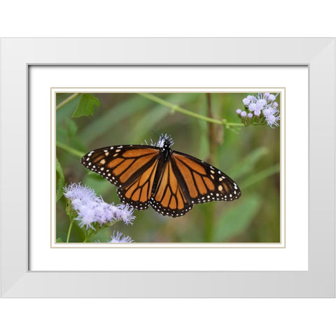 Monarch (Danaus Plexippus) feeding White Modern Wood Framed Art Print with Double Matting by Ditto, Larry