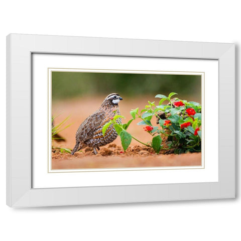 Northern bobwhite (Colinus virginianus) foraging White Modern Wood Framed Art Print with Double Matting by Ditto, Larry