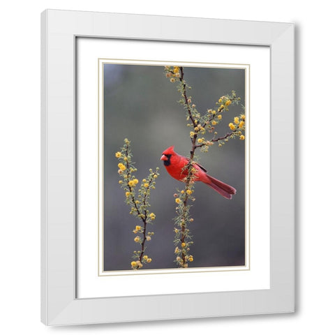 Northern cardinal perched in tree White Modern Wood Framed Art Print with Double Matting by Ditto, Larry