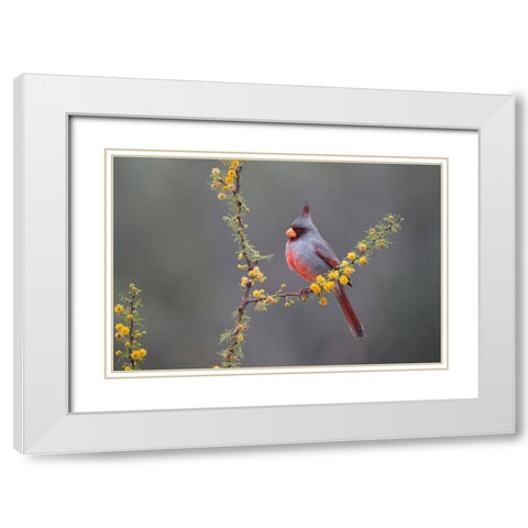 Pyrrhuloxia (Cardinalis sinuatus) perched in blooming Huisachillo bush White Modern Wood Framed Art Print with Double Matting by Ditto, Larry