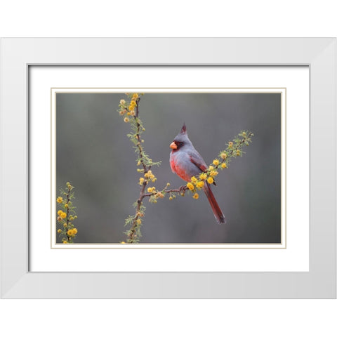 Pyrrhuloxia (Cardinalis sinuatus) perched in blooming Huisachillo bush White Modern Wood Framed Art Print with Double Matting by Ditto, Larry