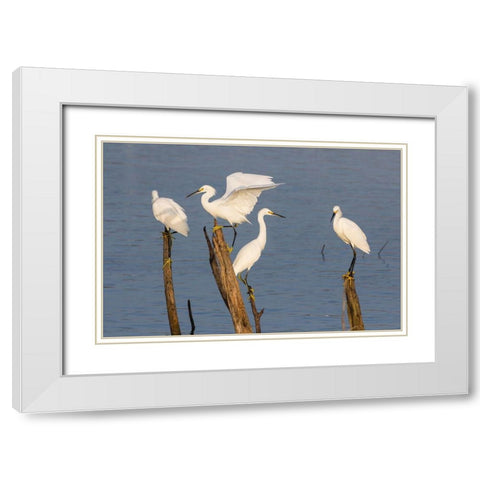 Snowy egrets (Egretta thula) perched White Modern Wood Framed Art Print with Double Matting by Ditto, Larry