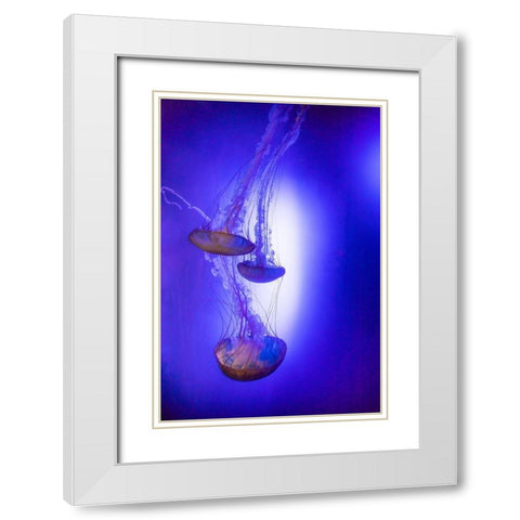 Jellyfish in aquarium exhibit White Modern Wood Framed Art Print with Double Matting by Ditto, Larry