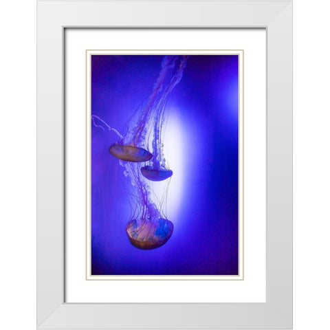 Jellyfish in aquarium exhibit White Modern Wood Framed Art Print with Double Matting by Ditto, Larry