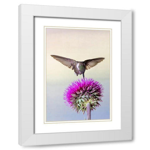 Black-chinned Hummingbird (Archilochus alexandri) feeding at thistle flowers White Modern Wood Framed Art Print with Double Matting by Ditto, Larry