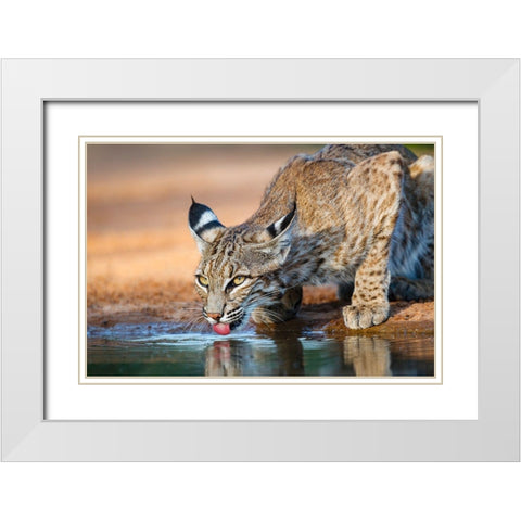Bobcat (Lynx rufus) drinking White Modern Wood Framed Art Print with Double Matting by Ditto, Larry