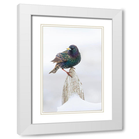 European Starling (Sturnus vulgaris) on picket fence White Modern Wood Framed Art Print with Double Matting by Ditto, Larry