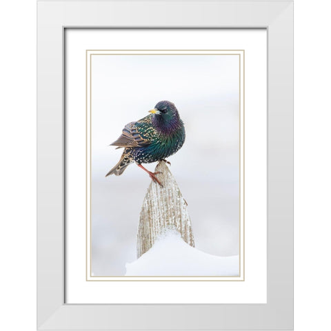 European Starling (Sturnus vulgaris) on picket fence White Modern Wood Framed Art Print with Double Matting by Ditto, Larry