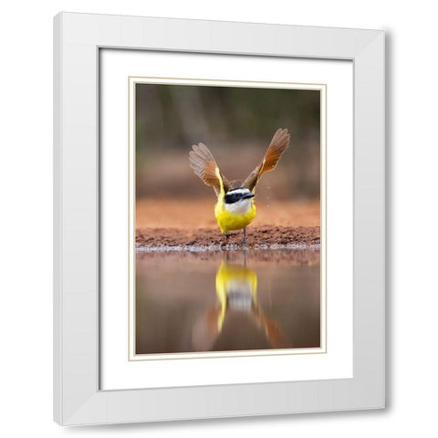 Great Kiskadee (Pitangus sulphuratus) flushing White Modern Wood Framed Art Print with Double Matting by Ditto, Larry
