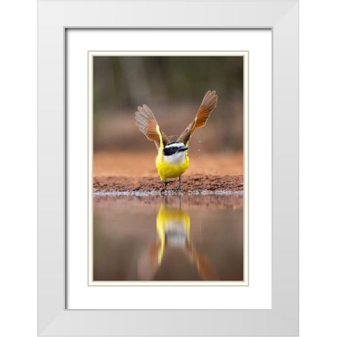 Great Kiskadee (Pitangus sulphuratus) flushing White Modern Wood Framed Art Print with Double Matting by Ditto, Larry