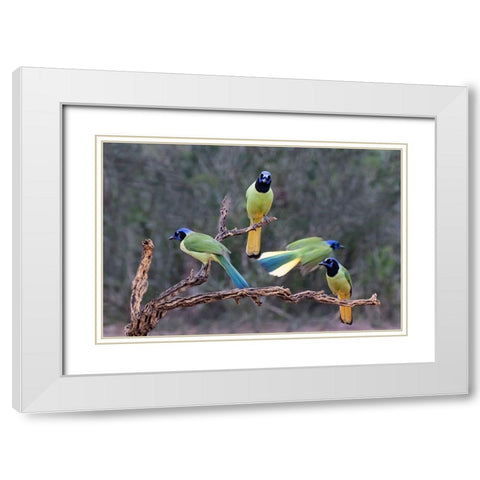 Green Jays (Cyanocorax yncas) perched White Modern Wood Framed Art Print with Double Matting by Ditto, Larry