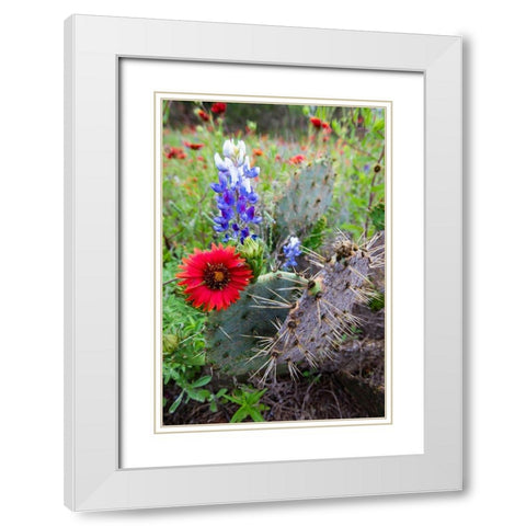 Firewheels and Bluebonnets with Prickly Pear Cactus White Modern Wood Framed Art Print with Double Matting by Ditto, Larry