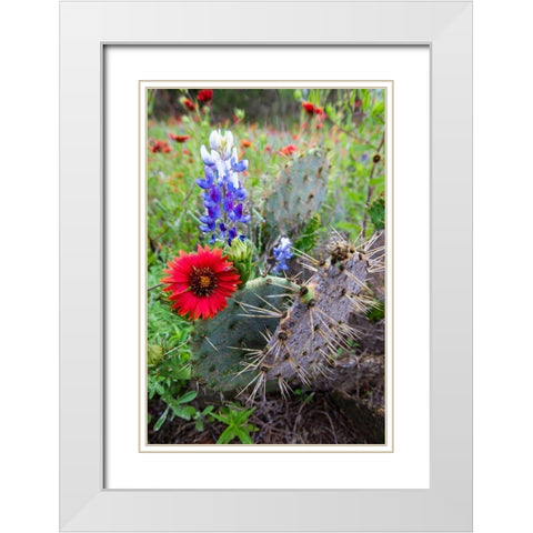 Firewheels and Bluebonnets with Prickly Pear Cactus White Modern Wood Framed Art Print with Double Matting by Ditto, Larry