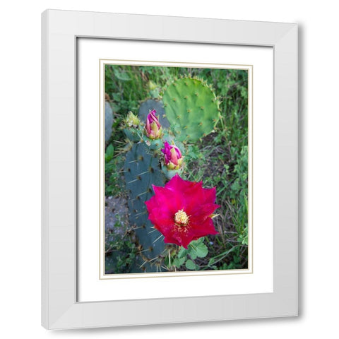 Prickly Pear Cactus (Opuntia sp) blooming White Modern Wood Framed Art Print with Double Matting by Ditto, Larry