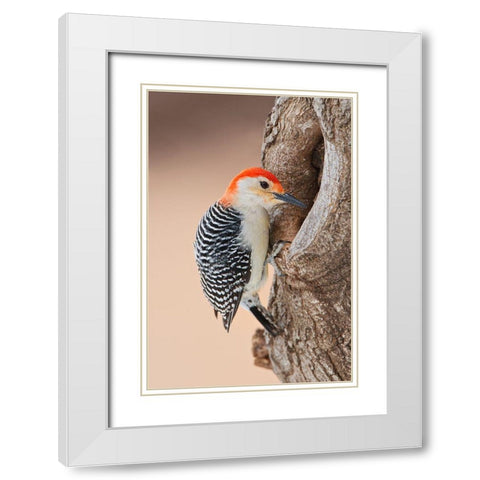 Red-bellied Woodpecker (Melanerpes carolinus) foraging White Modern Wood Framed Art Print with Double Matting by Ditto, Larry