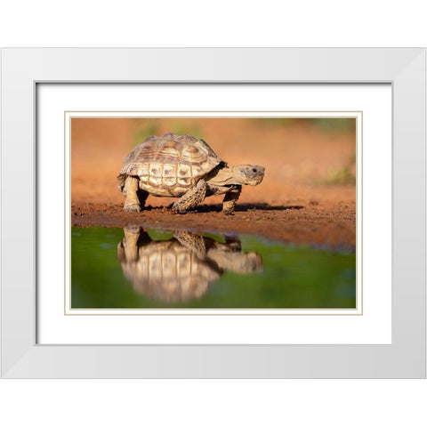 Texas Tortoise (Gopherus berlandieri) walking White Modern Wood Framed Art Print with Double Matting by Ditto, Larry
