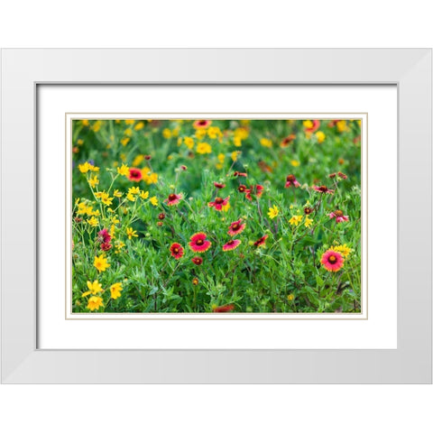 Firewheels (Gaillardia pulchella) in bloom White Modern Wood Framed Art Print with Double Matting by Ditto, Larry