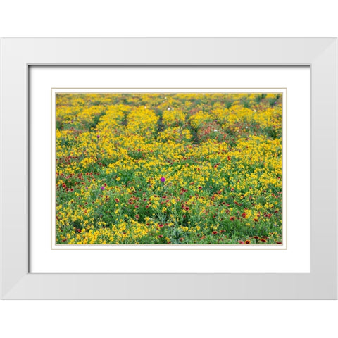Texas Wildflowers White Modern Wood Framed Art Print with Double Matting by Ditto, Larry