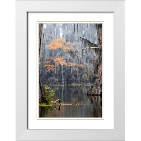 Caddo Lake- Texas White Modern Wood Framed Art Print with Double Matting by Ditto, Larry