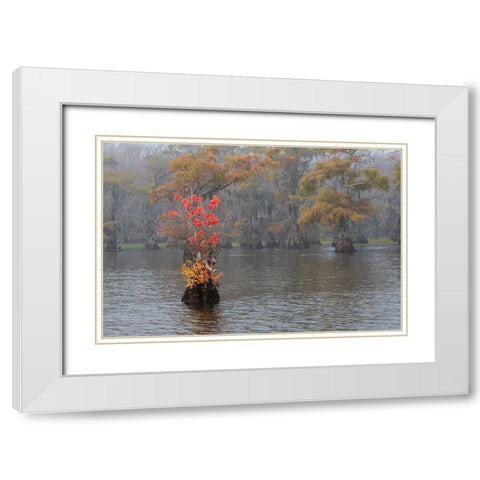 Caddo Lake- Texas with Chinese tallow in fall color White Modern Wood Framed Art Print with Double Matting by Ditto, Larry