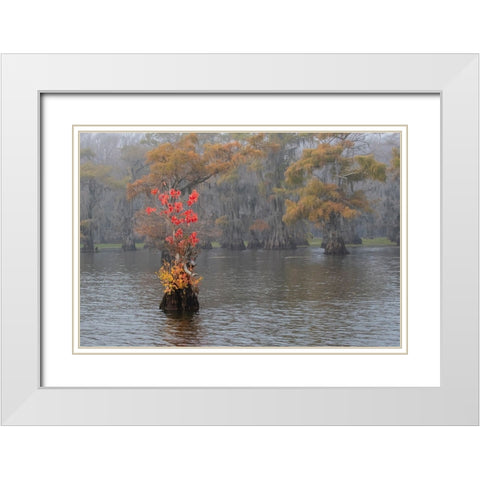 Caddo Lake- Texas with Chinese tallow in fall color White Modern Wood Framed Art Print with Double Matting by Ditto, Larry