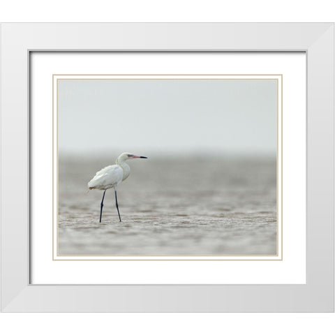 Reddish egret-white phased-Egret rufescens-Bolivar Flats-Texas White Modern Wood Framed Art Print with Double Matting by Pryor, Maresa