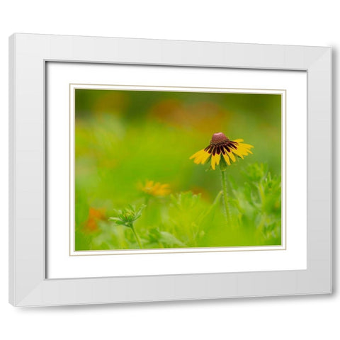 Butterfly garden at the Willows trail-Anahuac National Wildlife Refuge-Texas White Modern Wood Framed Art Print with Double Matting by Pryor, Maresa