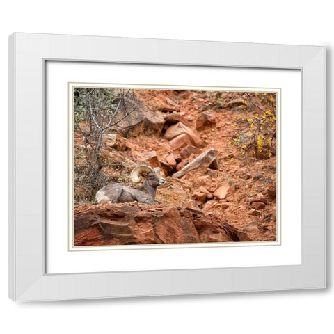 Utah-Zion National Park-Bighorn sheep ram surveys his domain White Modern Wood Framed Art Print with Double Matting by Collins, Ann