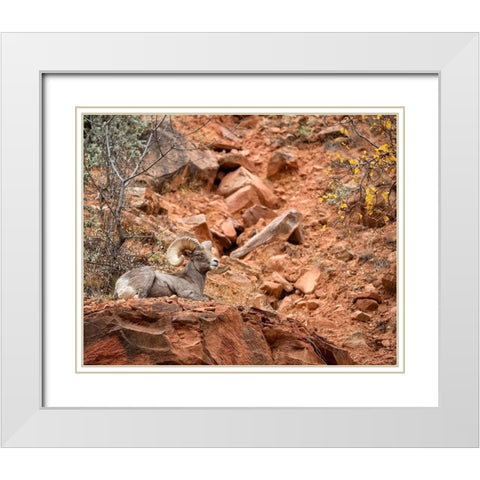 Utah-Zion National Park-Bighorn sheep ram surveys his domain White Modern Wood Framed Art Print with Double Matting by Collins, Ann