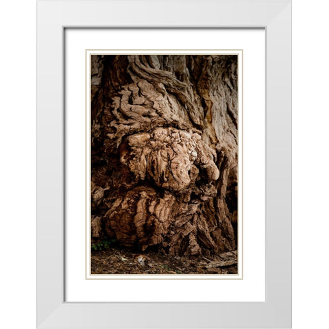 USA-Utah-Torrey Capitol Reef National Park-The Mail Tree-Fremont Cottonwood White Modern Wood Framed Art Print with Double Matting by Friel, Bernard