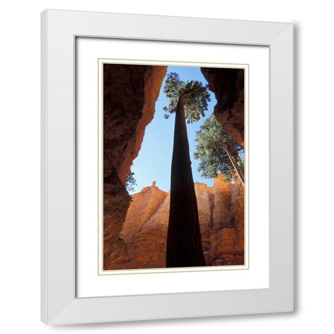 UT, Bryce Canyon Tall pine in Wall Street canyon White Modern Wood Framed Art Print with Double Matting by Young, Bill