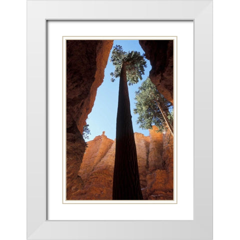 UT, Bryce Canyon Tall pine in Wall Street canyon White Modern Wood Framed Art Print with Double Matting by Young, Bill