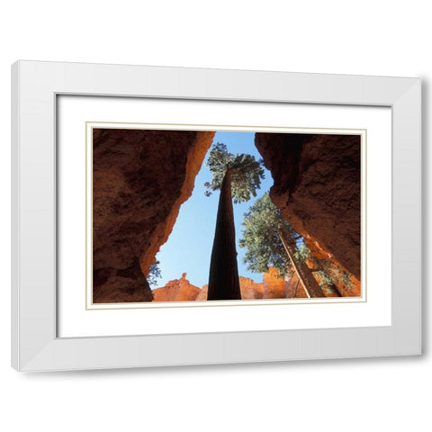 UT, Bryce Canyon Tall pine in Wall Street canyon White Modern Wood Framed Art Print with Double Matting by Young, Bill