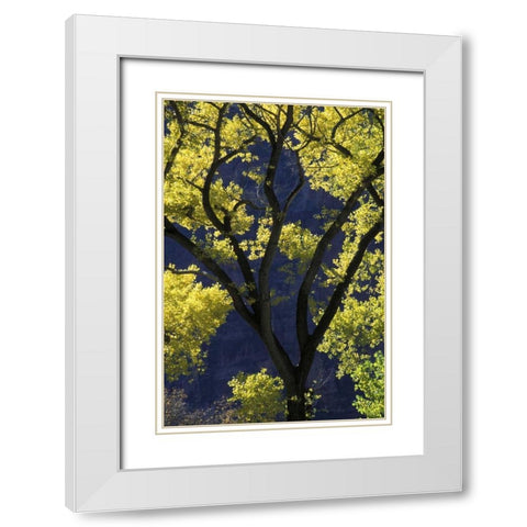 UT, Zion NP, Grotto Backlit cottonwood in autumn White Modern Wood Framed Art Print with Double Matting by Young, Bill