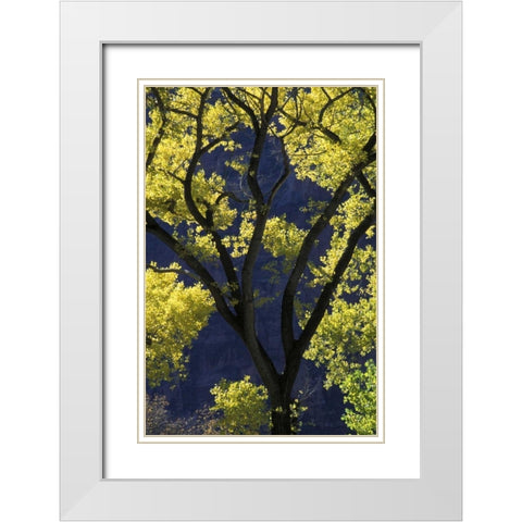 UT, Zion NP, Grotto Backlit cottonwood in autumn White Modern Wood Framed Art Print with Double Matting by Young, Bill