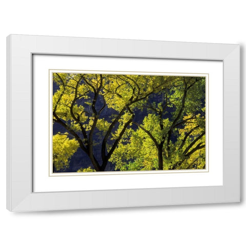 UT, Zion NP, Grotto Backlit cottonwood in autumn White Modern Wood Framed Art Print with Double Matting by Young, Bill