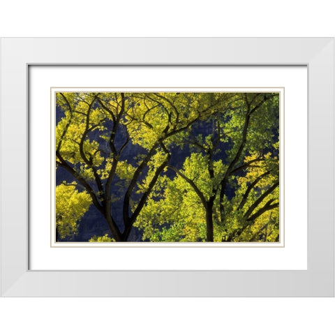 UT, Zion NP, Grotto Backlit cottonwood in autumn White Modern Wood Framed Art Print with Double Matting by Young, Bill