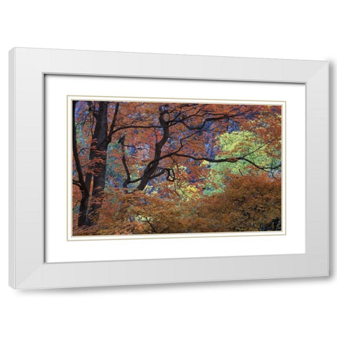 UT, Zion NP Maple tree with orange autumn leaves White Modern Wood Framed Art Print with Double Matting by Young, Bill