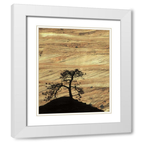 UT, Zion NP Pine tree silhouetted against rock White Modern Wood Framed Art Print with Double Matting by Young, Bill